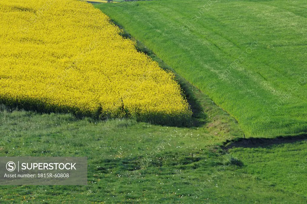 Germany, Bavaria, Fields in spring