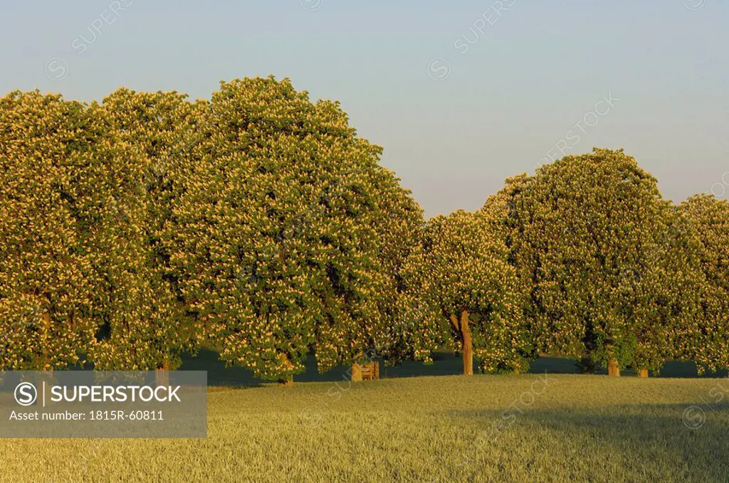 Germany, Mecklenburg_Western Pomerania, Horse chestnust trees Aesculus hippocastanum in meadow