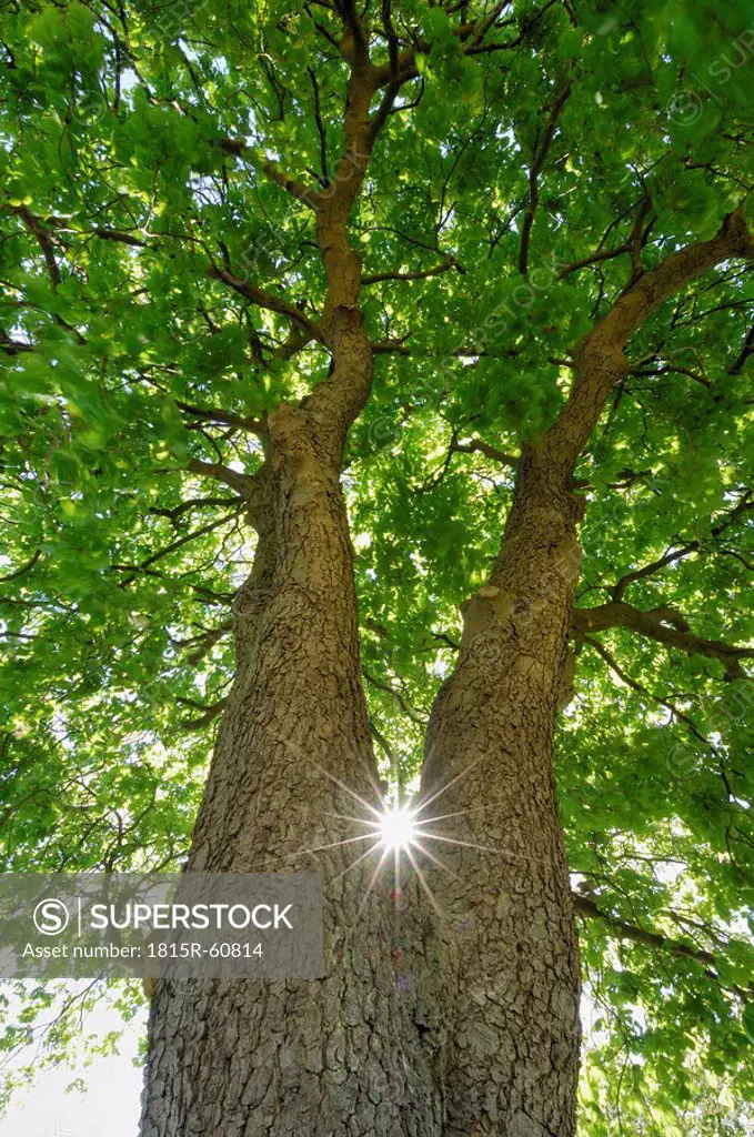 Germany, Mecklenburg_Western Pomerania, Chestnut Tree Aesculus hippocastanum with sun and sunbeams, low angle view