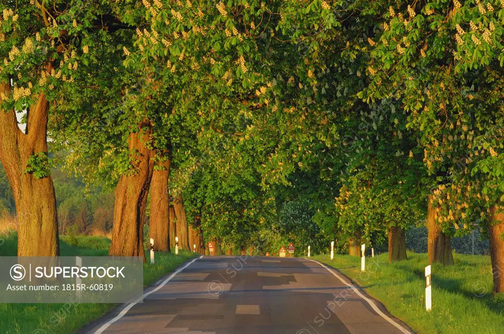 Germany, Mecklenburg_Western Pomerania, Tree lined rural road with Horse Chestnut Trees Aesculus hippocastanum