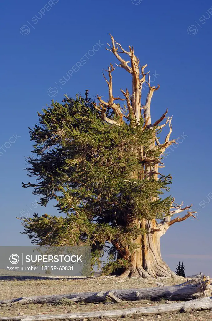 USA, California, Bristleocne Pine Pinus longaeva against blue sky