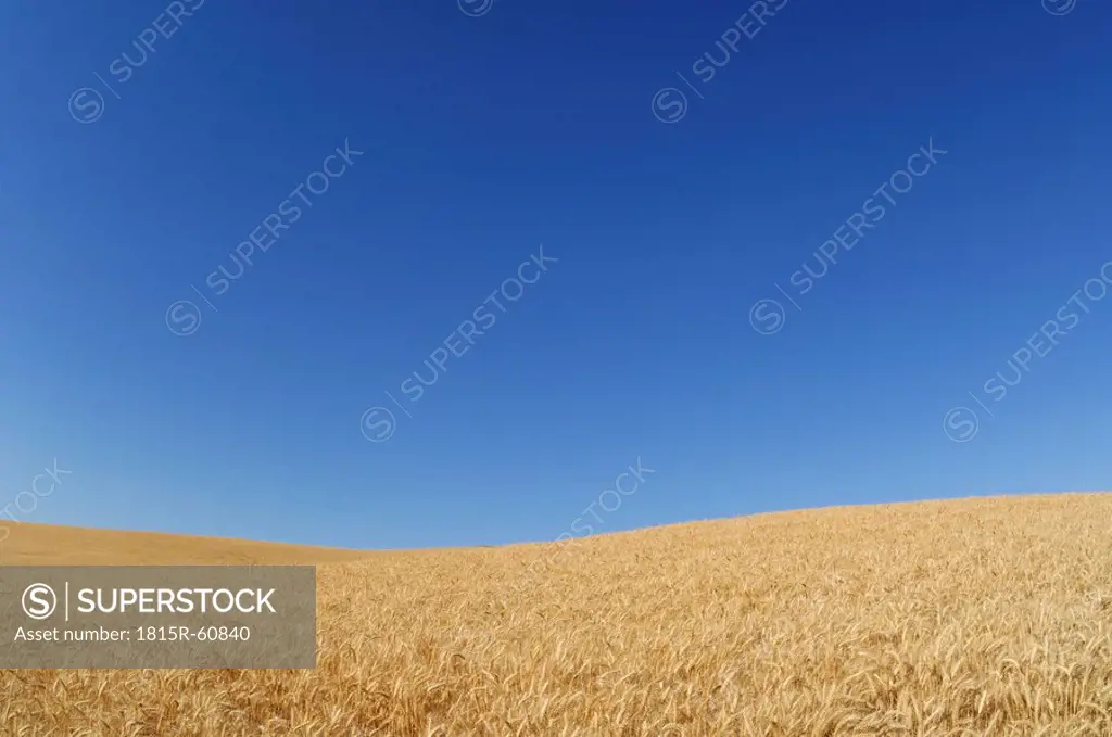 USA, Palouse, Whitman County, Washington State, Wheat field