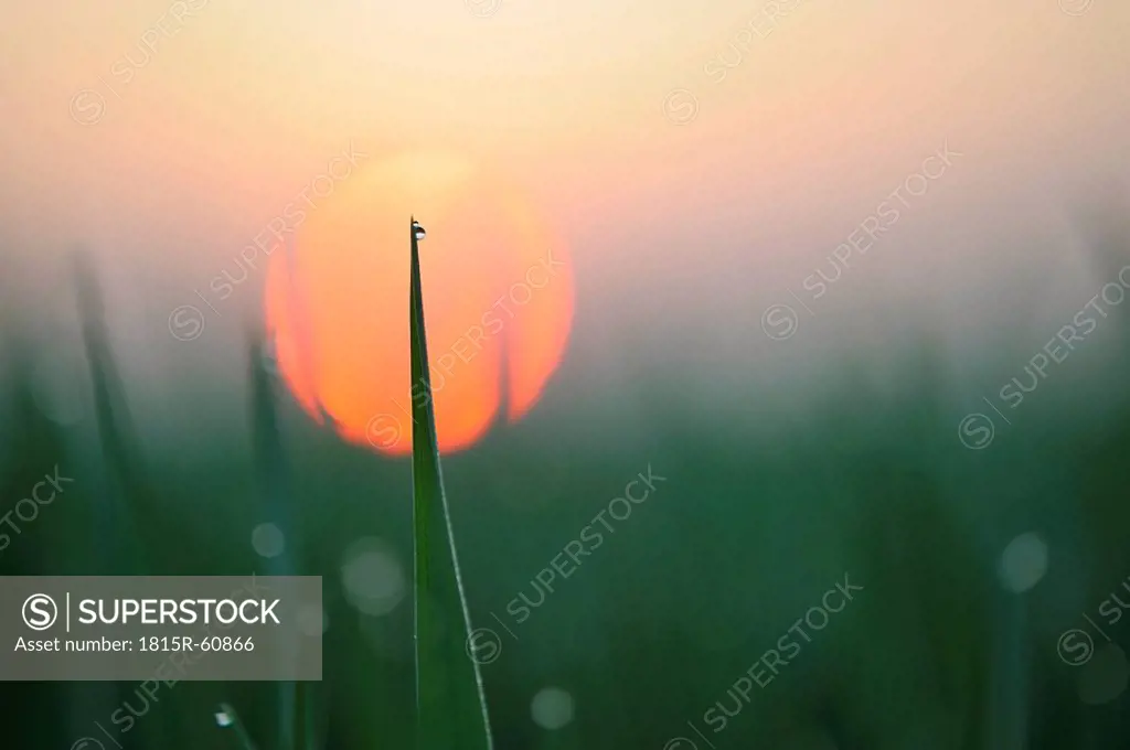 Germany, Bavaria, Sunrise, Dewdrops on Corn leaves, close_up