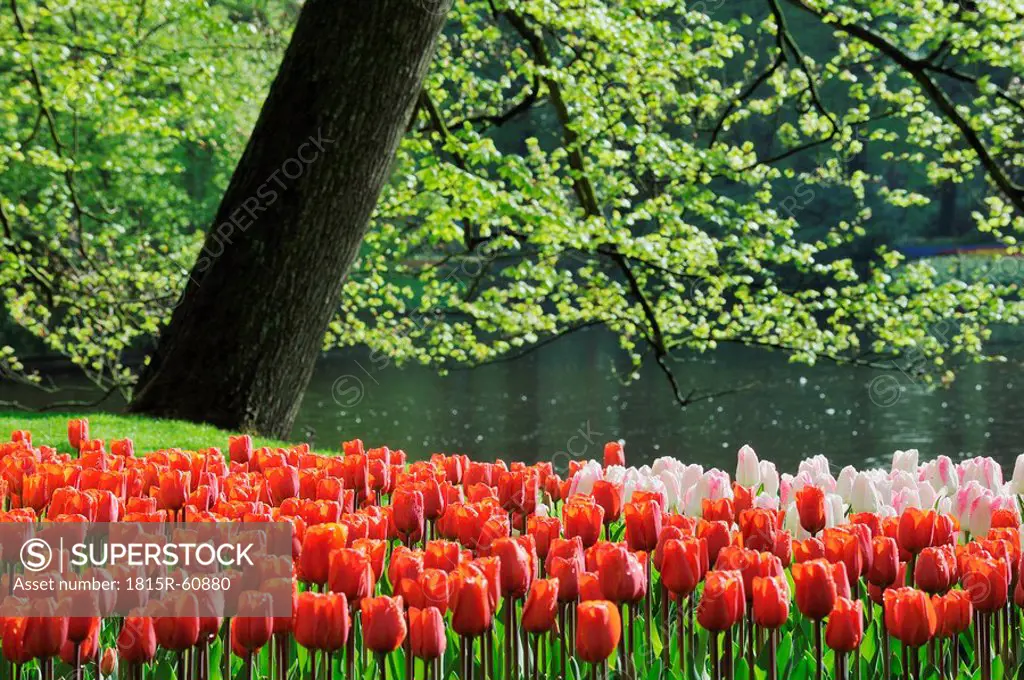 Netherlands, Keukenhof Park, Tulips abloom
