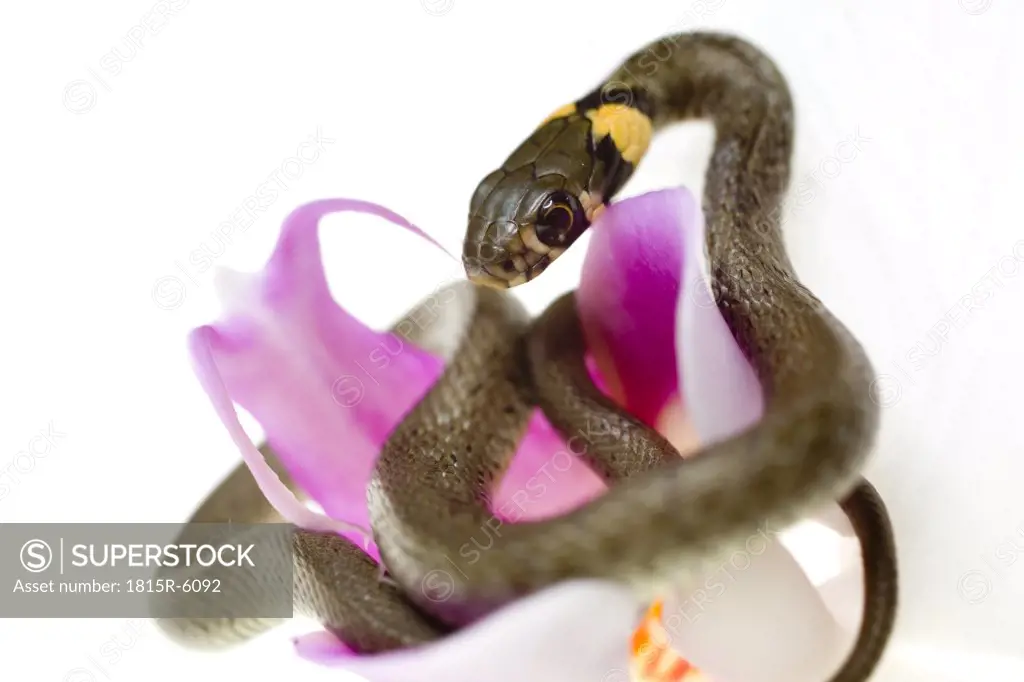 Slithering Grass Snake (Natrix natrix), and orchid blossom, close-up