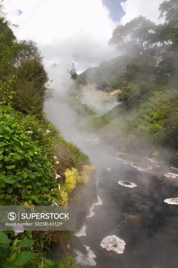 New Zealand, Waikite Valley, Thermal Creek