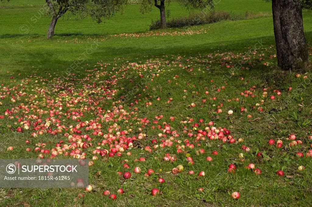 Germany, Baden Württemberg, Apple trees in orchard