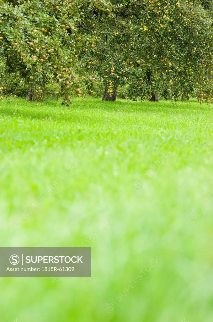 Germany, Baden_Württemberg, Apple trees in orchard
