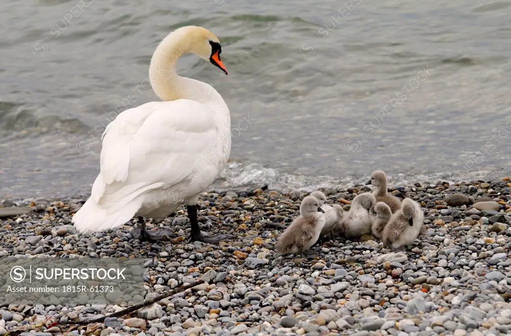 Germany, Baden W¸rttemberg, Lake Constance, Mute swan Cygnus olor intently watching over cygnets