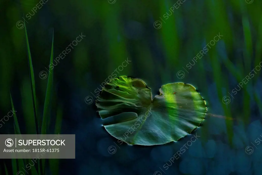 Germany, Baden W¸rttemberg, Lake Constance, Close_up of Lily pad Nymphaea and common reed Phragmites australies