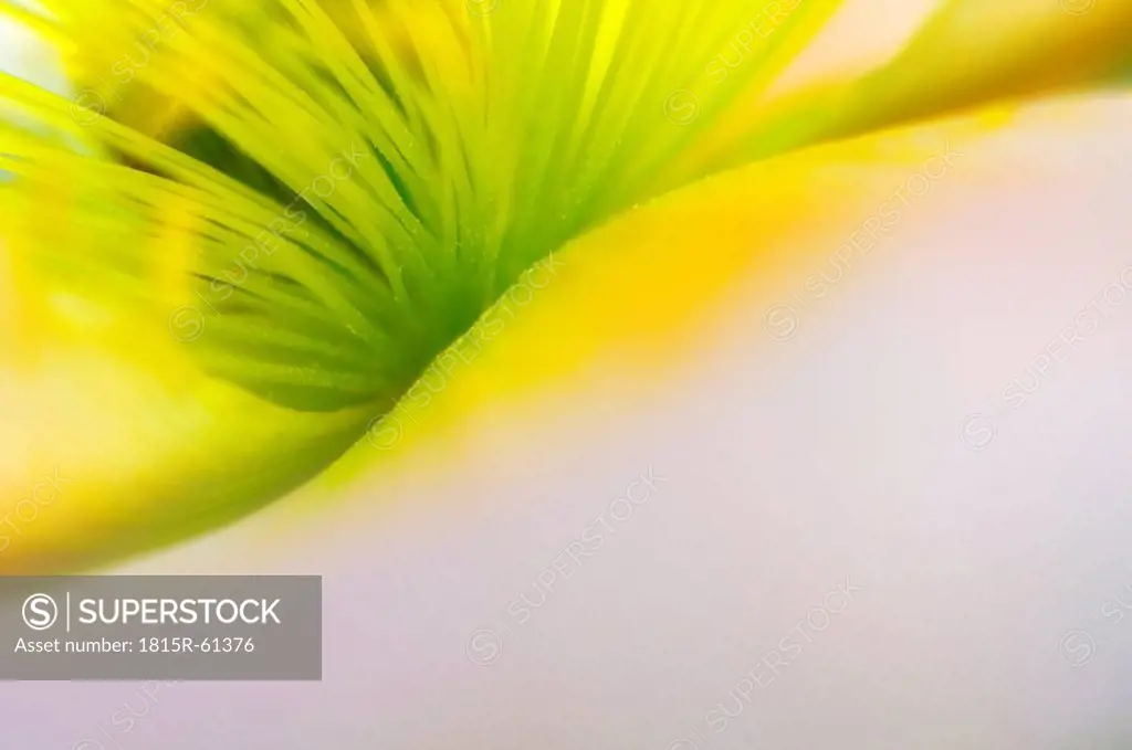 Yellow Iceland poppy Papaver nudicaule, close_up