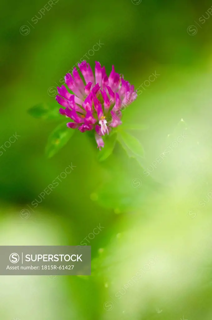 Germany, Red clover Trifolium pratense