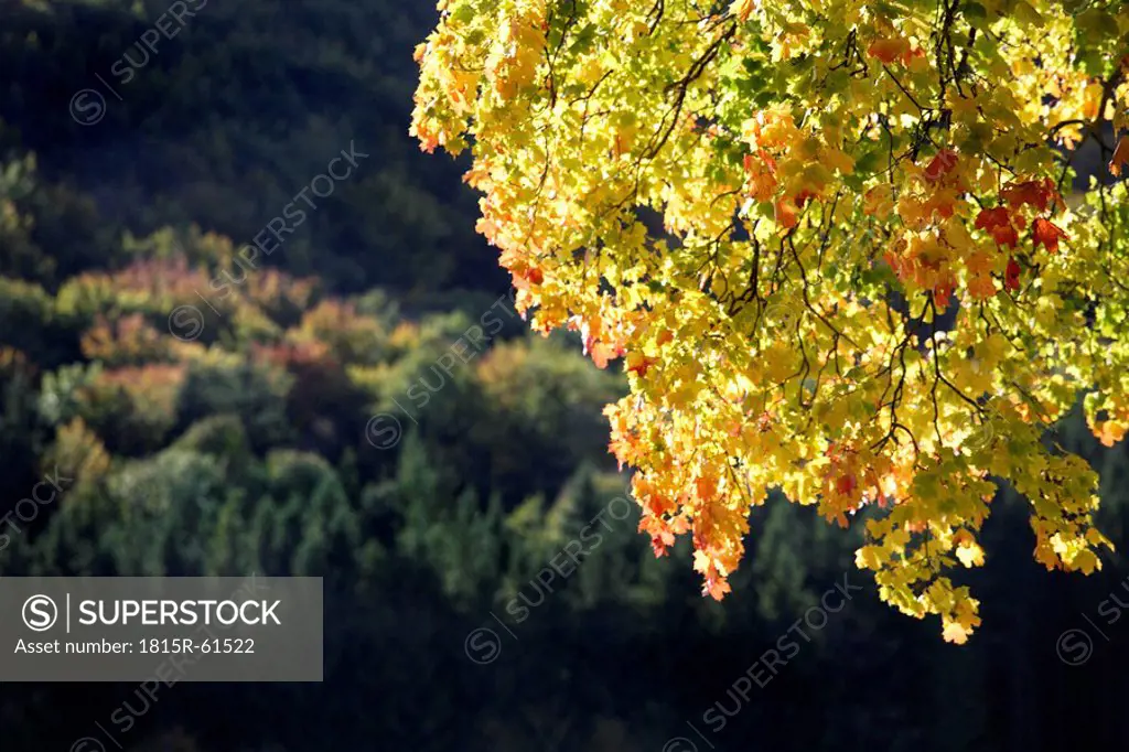 Norway Maple Acer platanoides L., forest in background