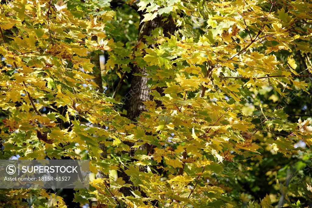 Germany, Bavaria, Norway Maple Acer platanoides L