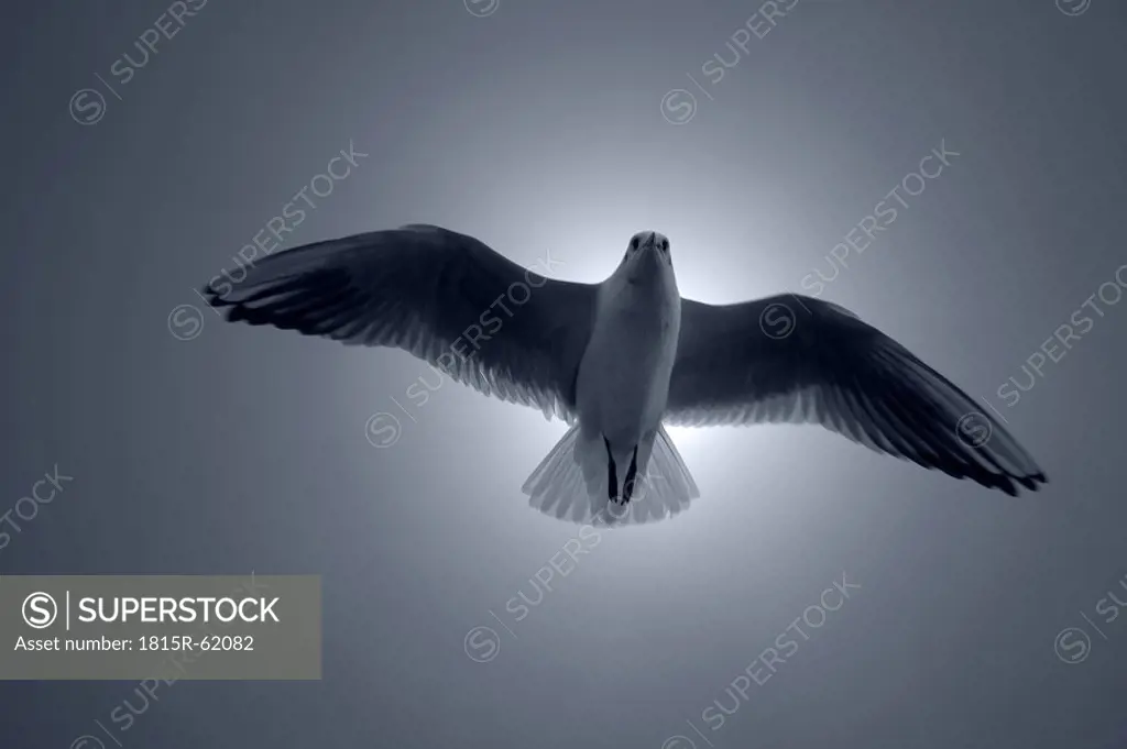 Germany, Seagull against sky, low angle view