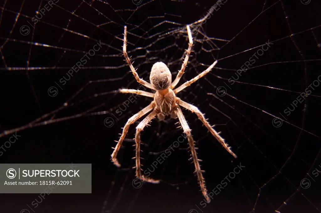 Bridge spider Larinioides sclopetarius, close up