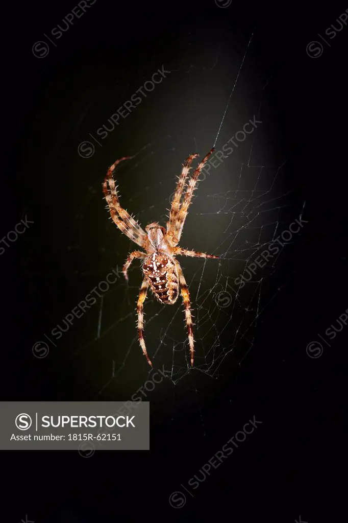 Germany, Garden spider Araneus diadematus in net