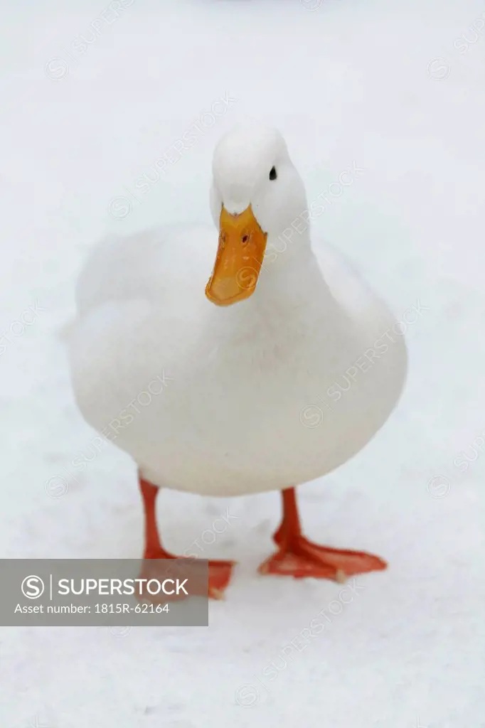 Germany, Hamburg, White duck in snow