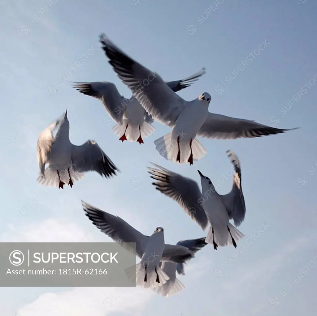 Germany, Hamburg, Seagulls in flight, low angle view
