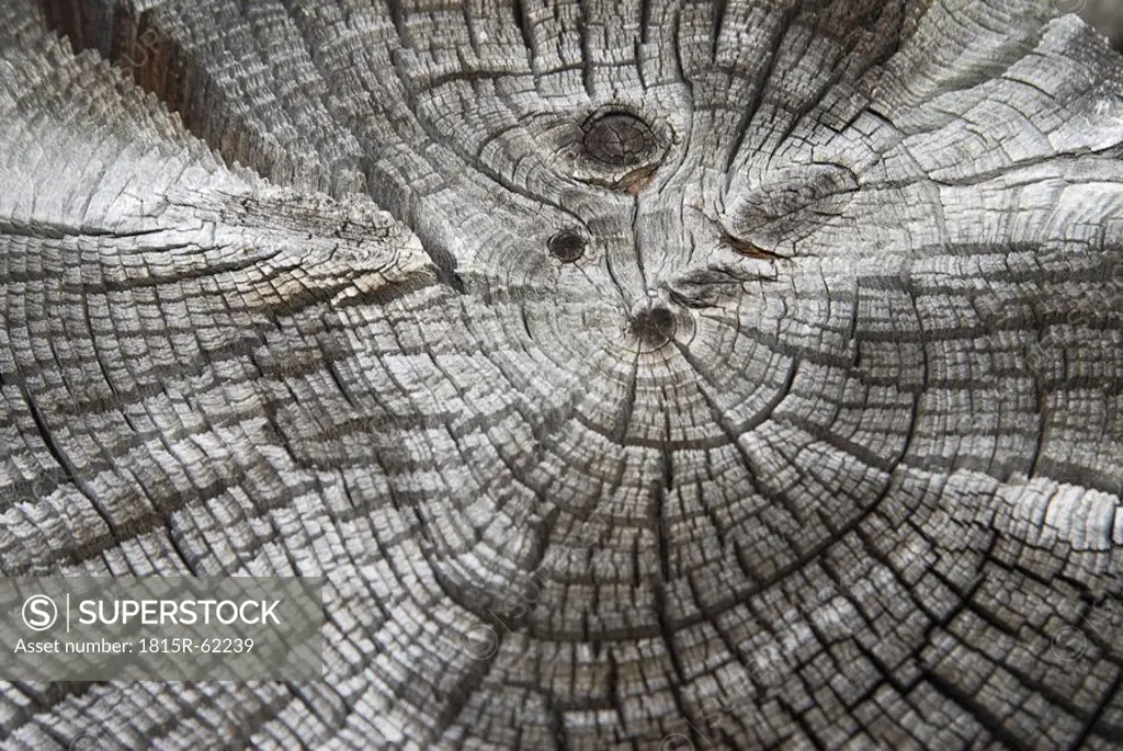 Tree rings, close up full frame