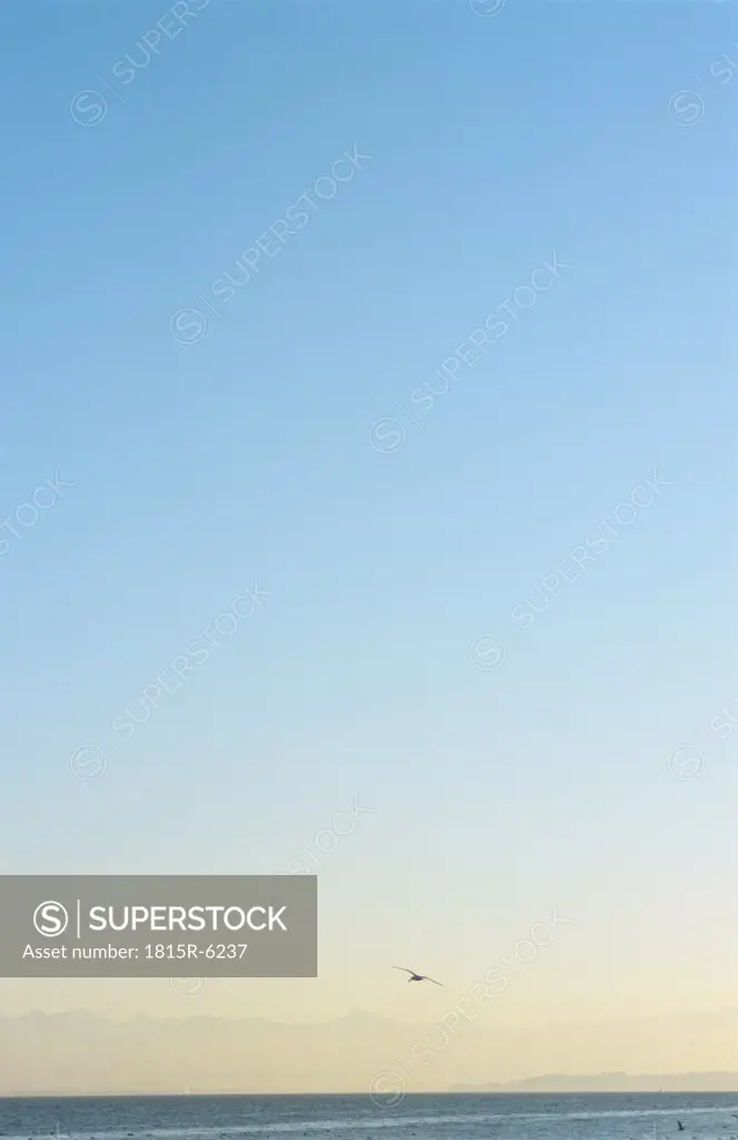 Germany, bird flying over Starnberger See