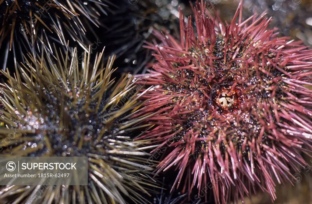 France, Provence, Sea urchins, close up
