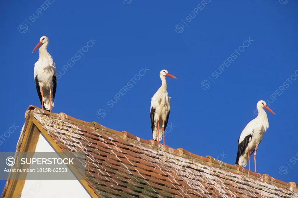 France, Elsace, Three storks on rooftop