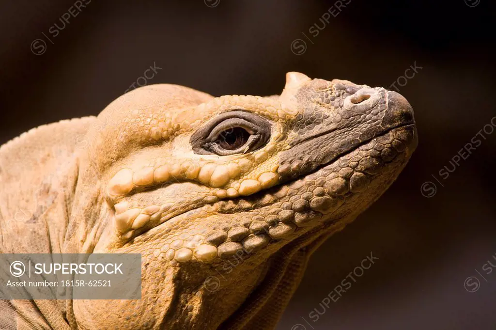 Rhinoceros iguana Cyclura cornuta, portrait, close_up
