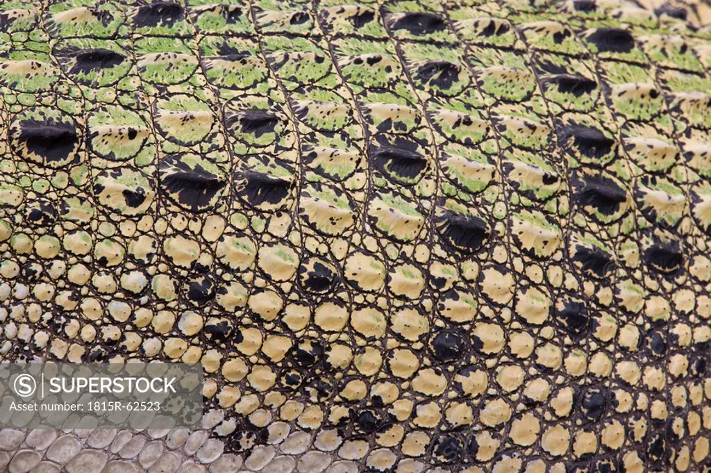 Scales of saltwater crocodile Crocodylus porosus, full frame