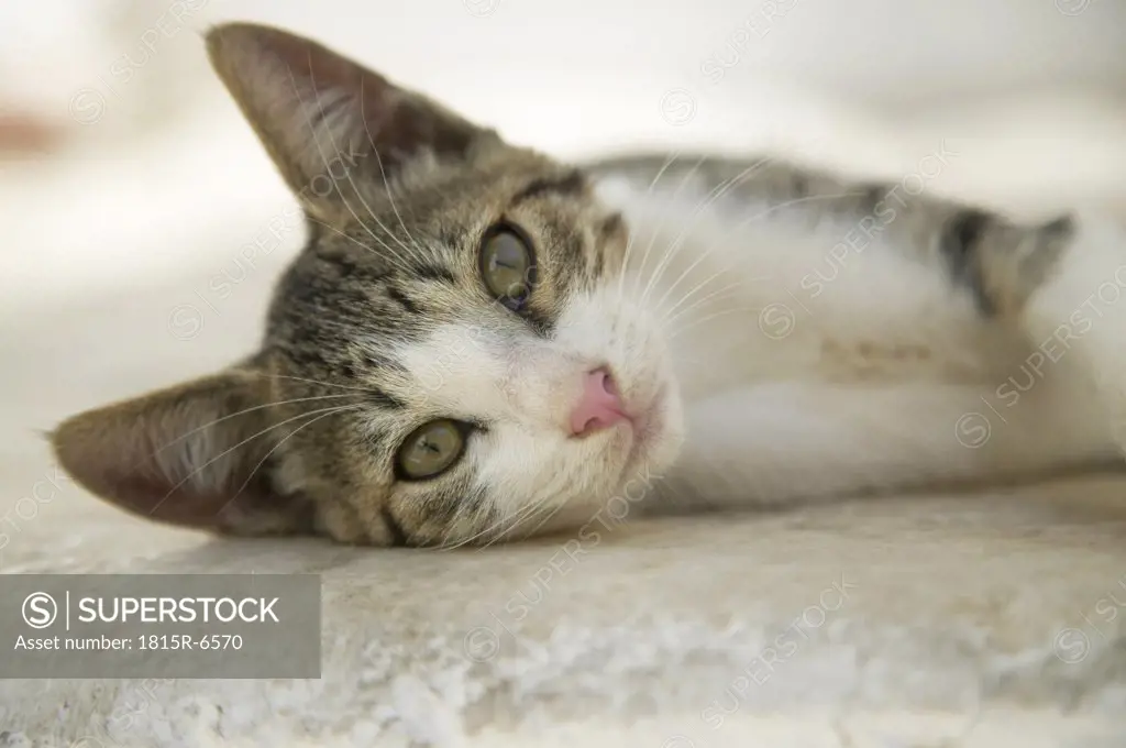Greece, Naxos, cat lying on floor