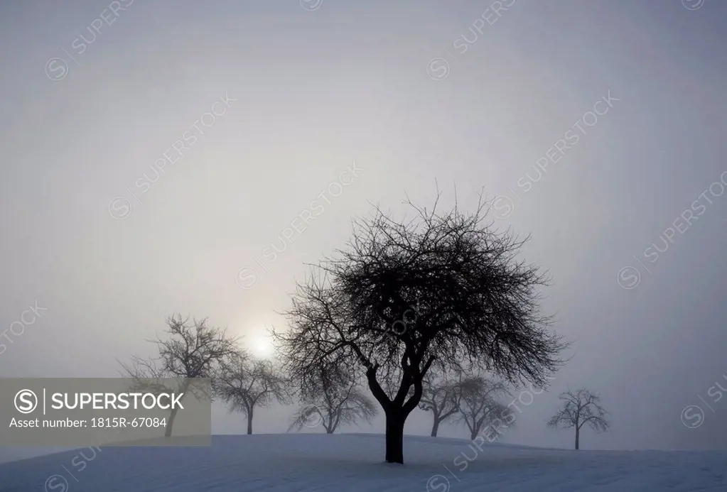 Austria, Salzkammergut, Mondsee, Bare trees in winter landscape