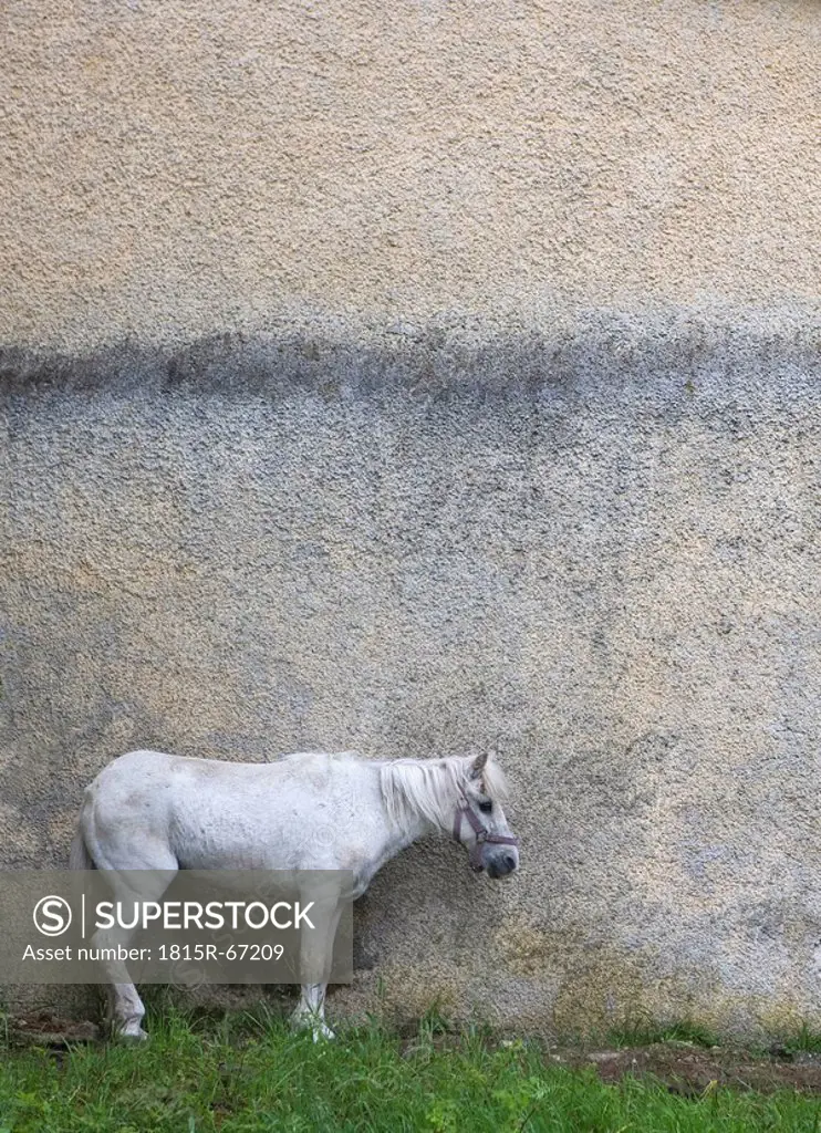 Austria, Horse in front of house wall