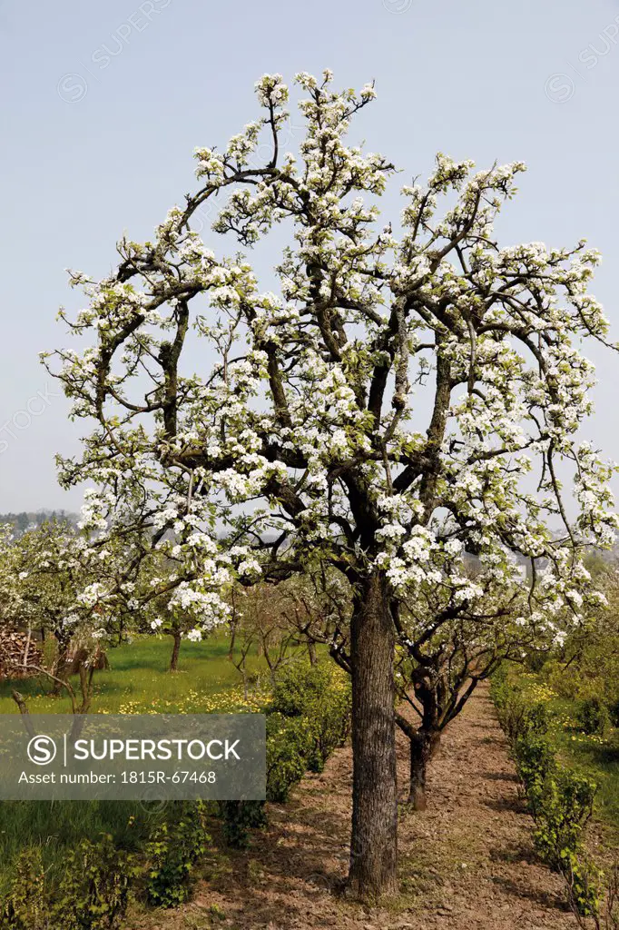 Germany, Flowering Pear Tree