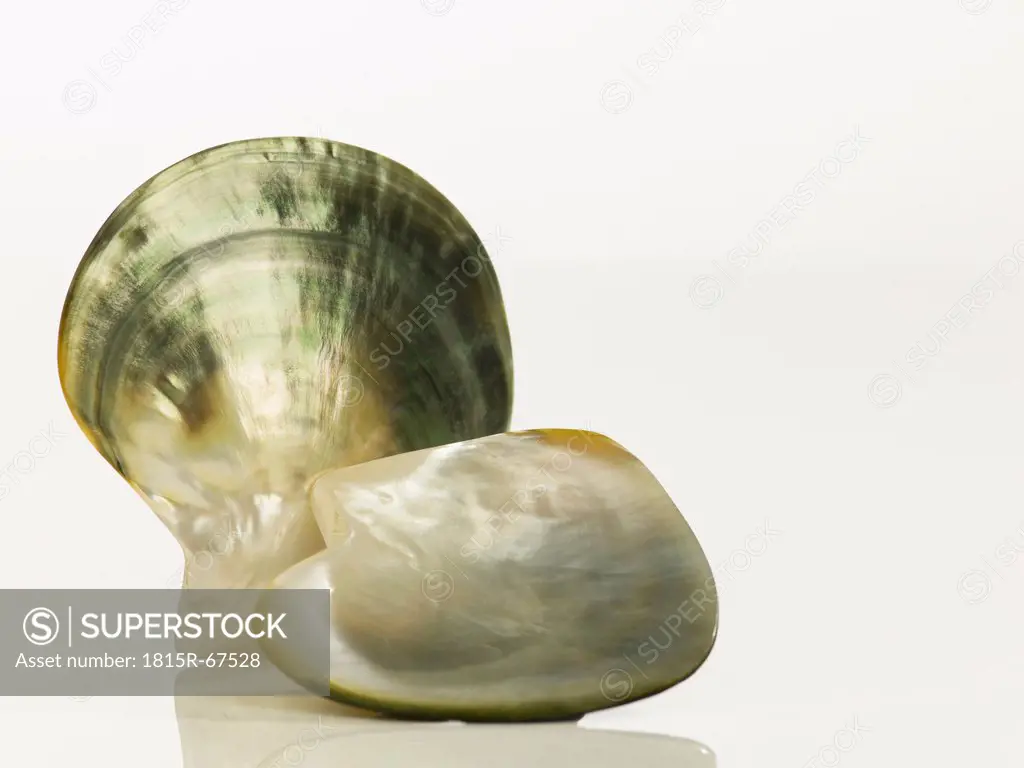 Close up of Mussel on white background