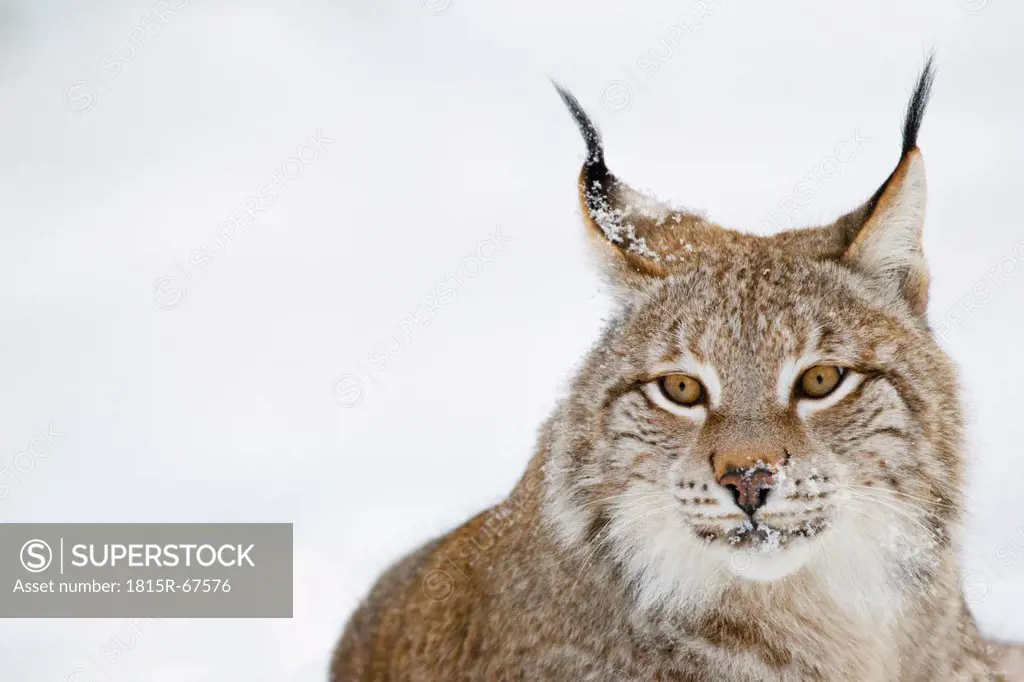 Germany, Bavaria, European lynx in snow