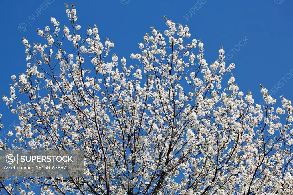 Germany, Flowering cherry tree
