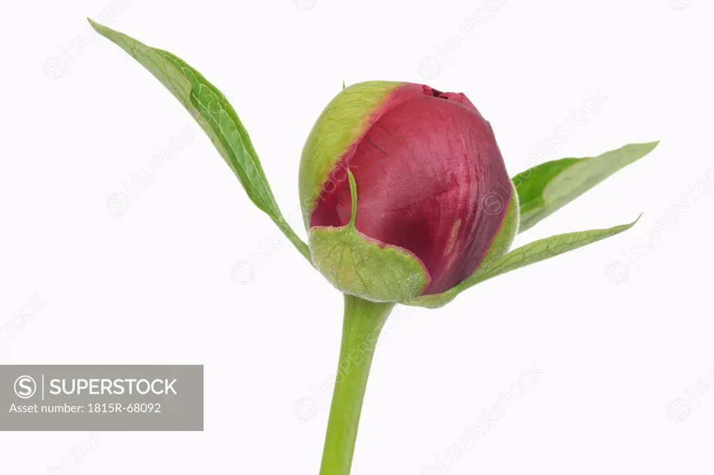 Peony against white background, close_up