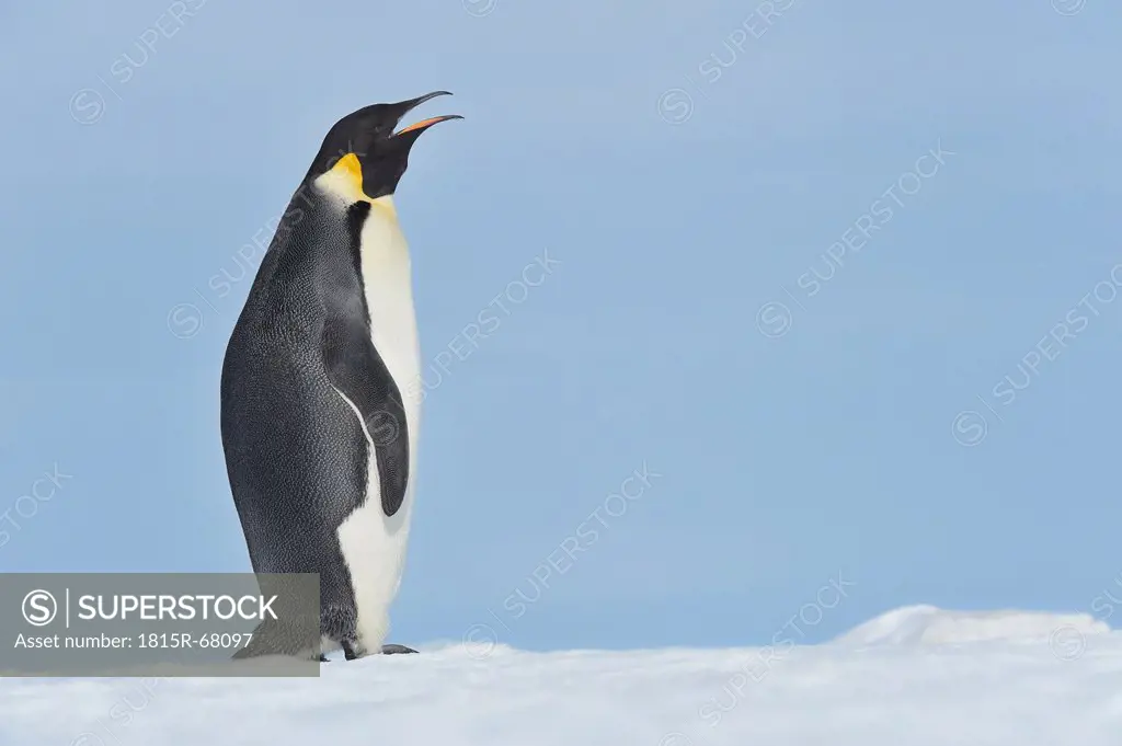 Antarctica, View of emperor penguin calling