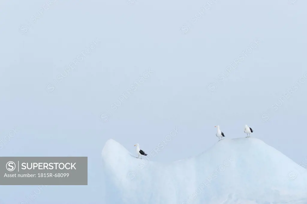 Antarctica, View of kelp gull perching on mountain