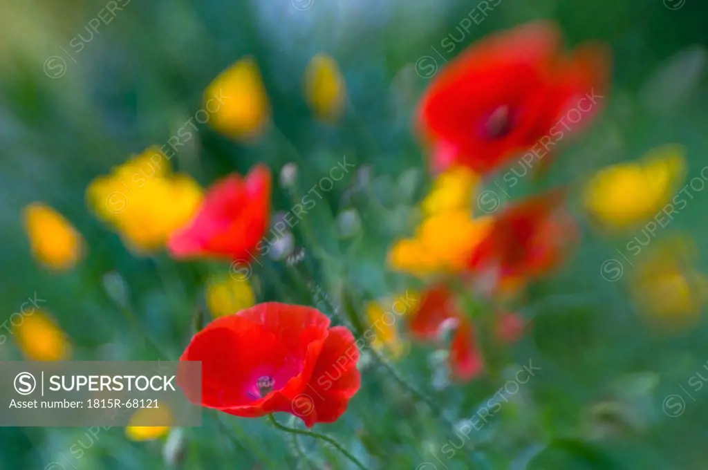 Germany, Bodensee, View of poppy flower field