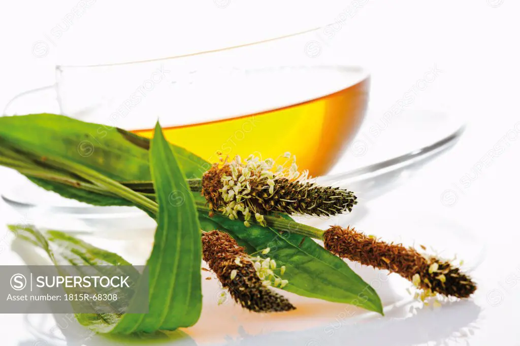 Ribwort plantain tea in cup on white background