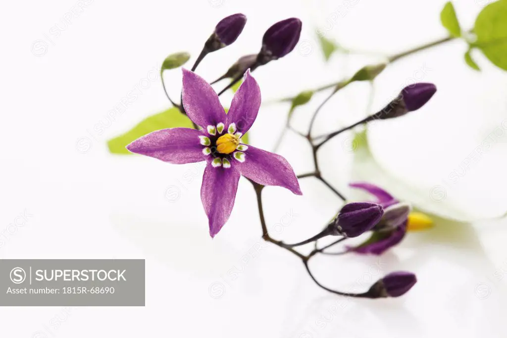 Close up of bittersweet nightshade on white background