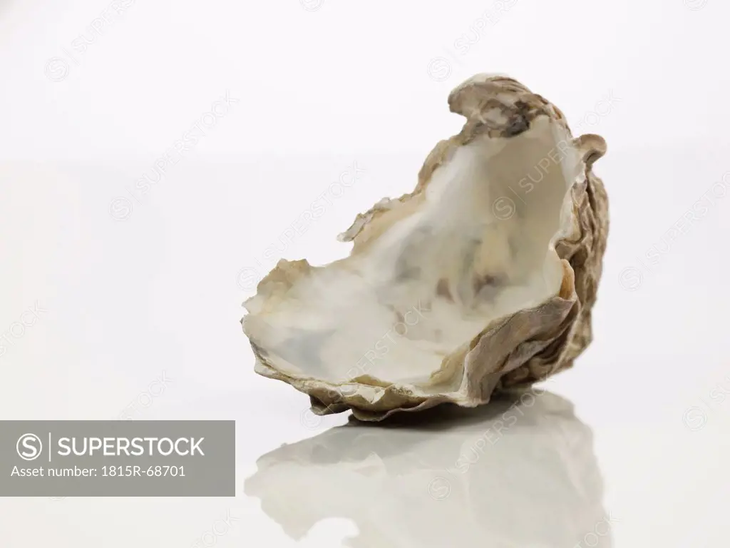 Close up of oyster shell on white background