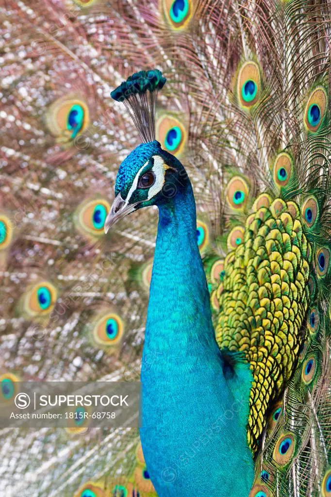 Germany, Bavaria, Close up of indian peacock