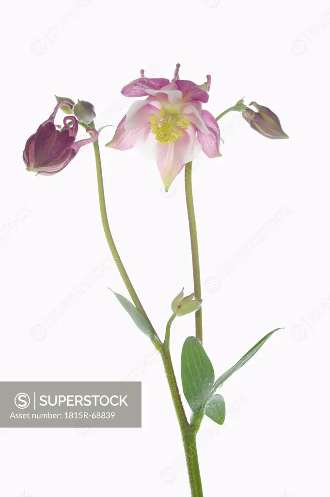 Columbine flower against white background, close_up