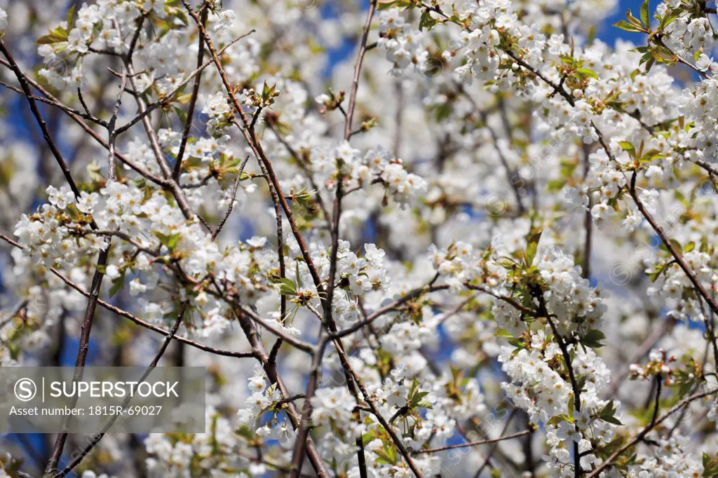 Germany, Flowering cherry tree