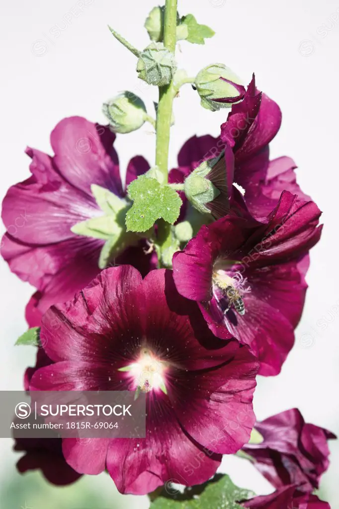 Bee collecting pollen from hollyhock flower, close up