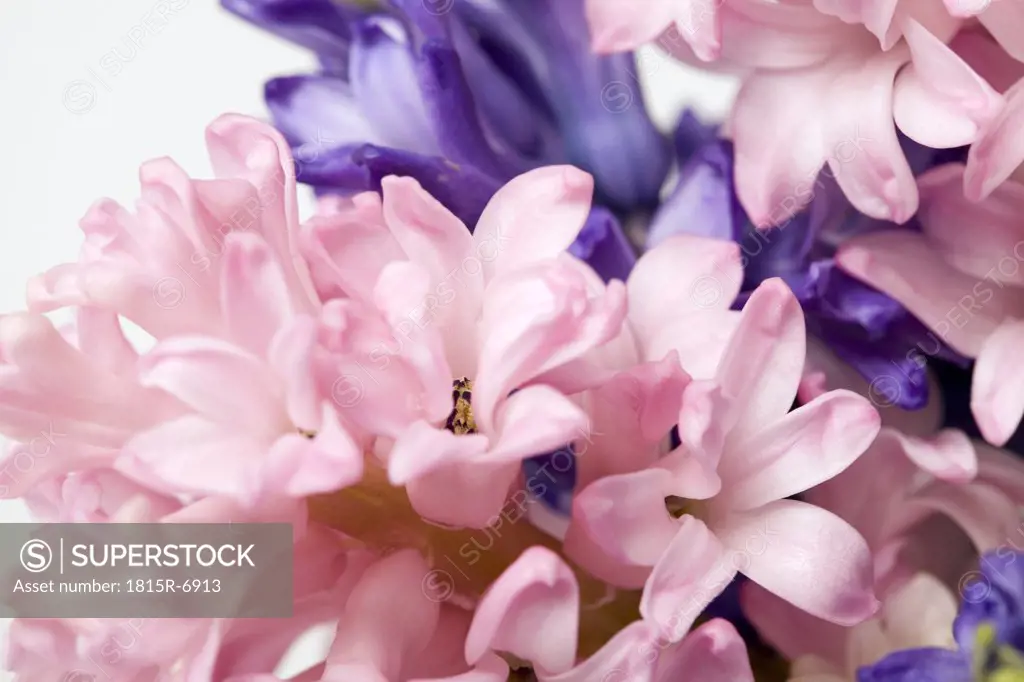 Hyacinth blossoms (Hyacinthus), close-up