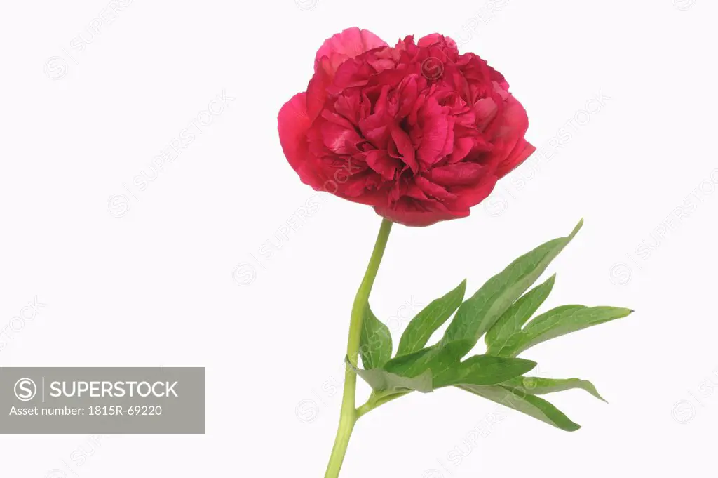 Peony against white background, close_up