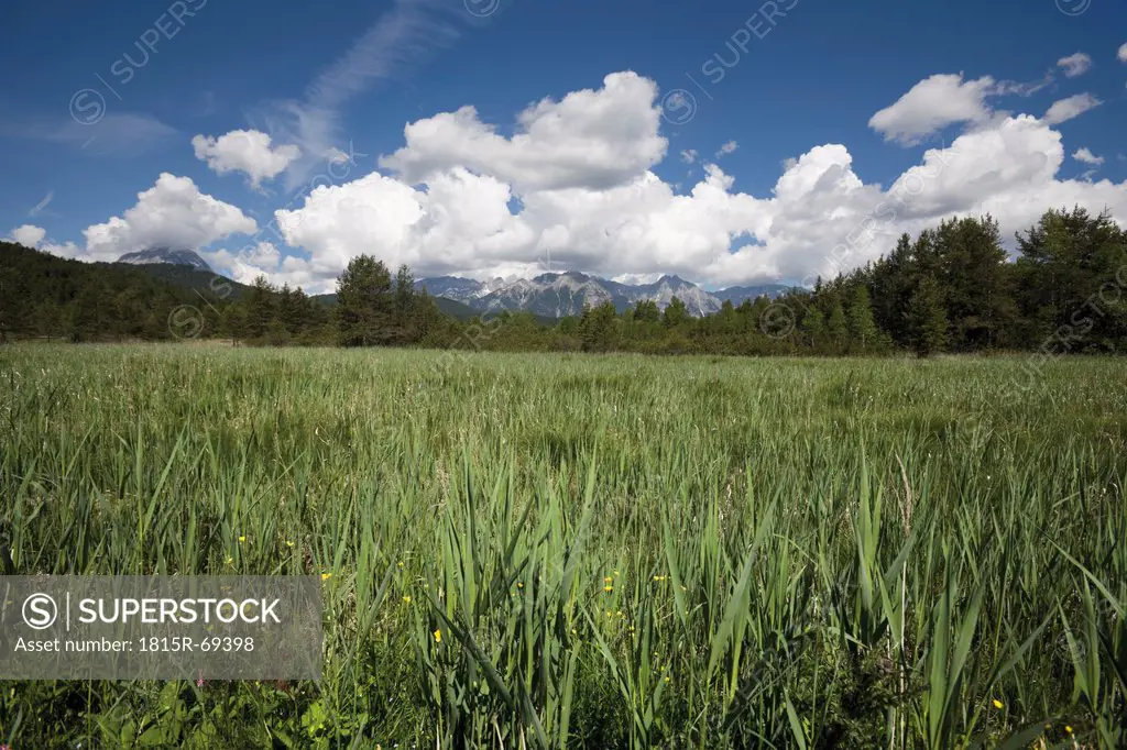 Austria, Tyrol, Reed at lake